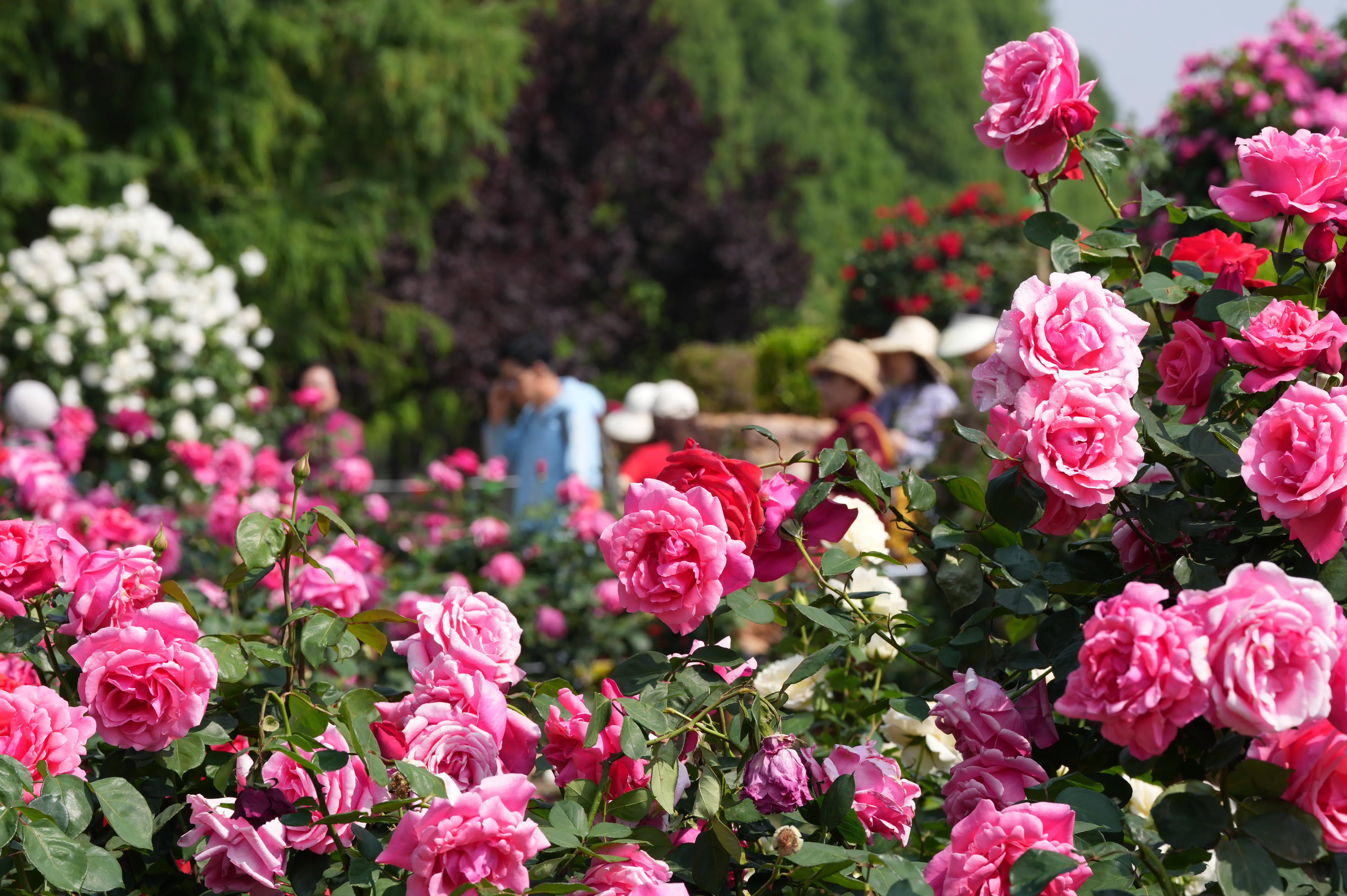4月18日，市民在昆明市大觀公園的庾園內觀賞月季花。（新華社）