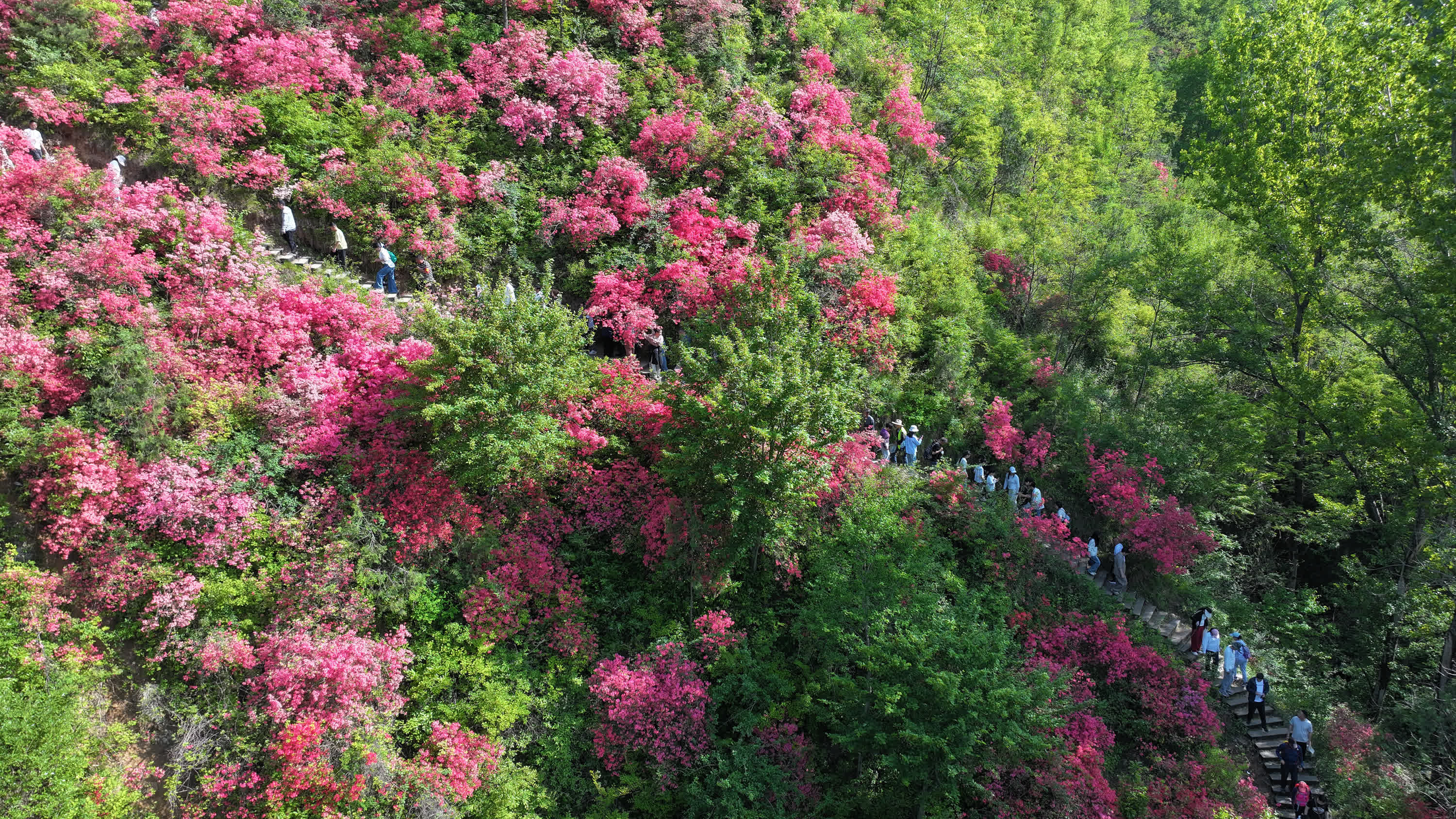 4月18日，河南省洛陽市汝陽縣王坪鄉孟村七彩杜鵑花綻放，吸引眾多遊客前來觀賞（無人機照片）。（新華社）