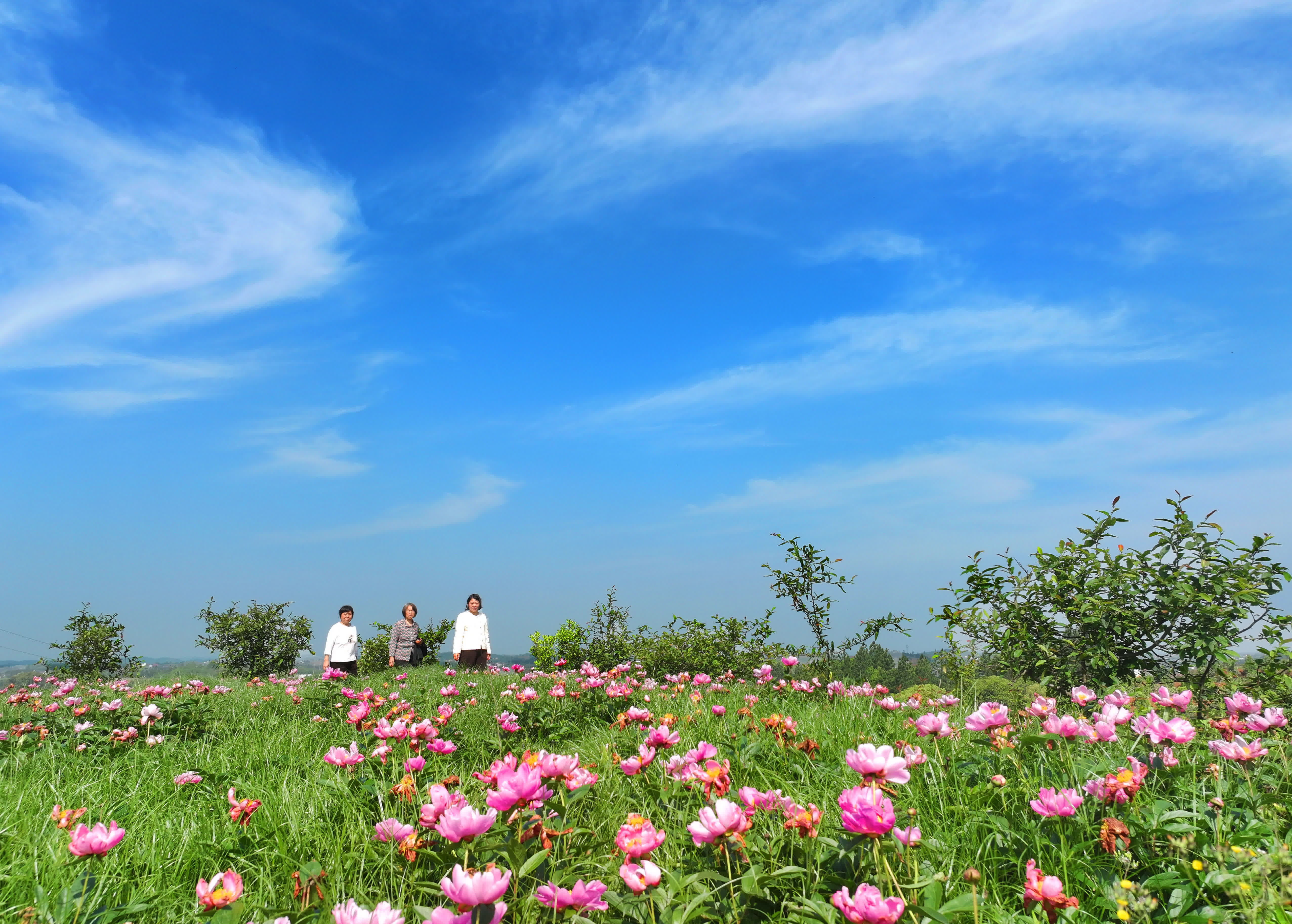 4月19日，遊客在湖南省祁東縣白地市鎮的芍藥種植基地打卡遊玩（無人機照片）。（新華社）