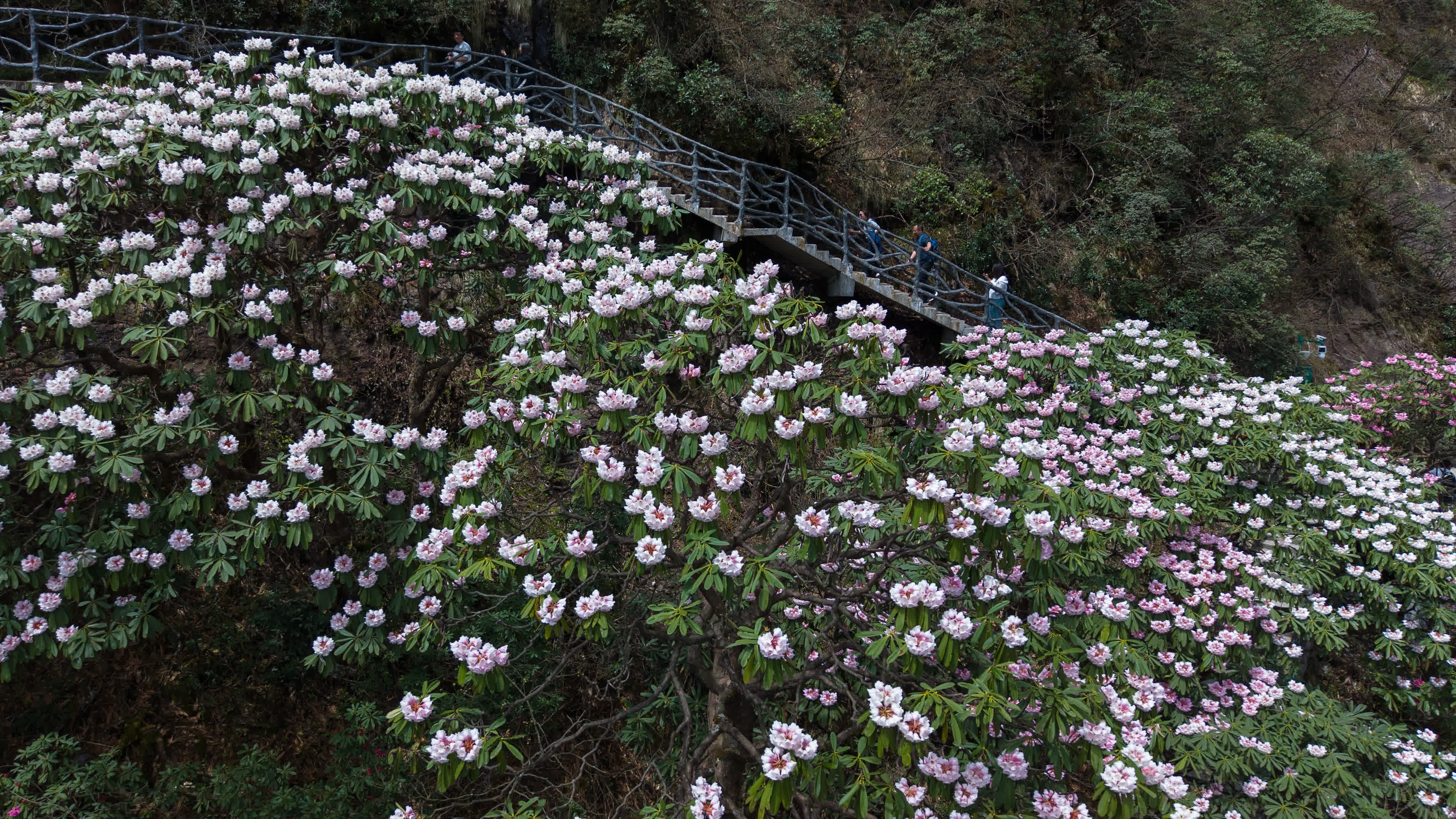 4月18日，遊客在四川省眉山市洪雅縣瓦屋山景區觀賞高山杜鵑（無人機照片）。（新華社）