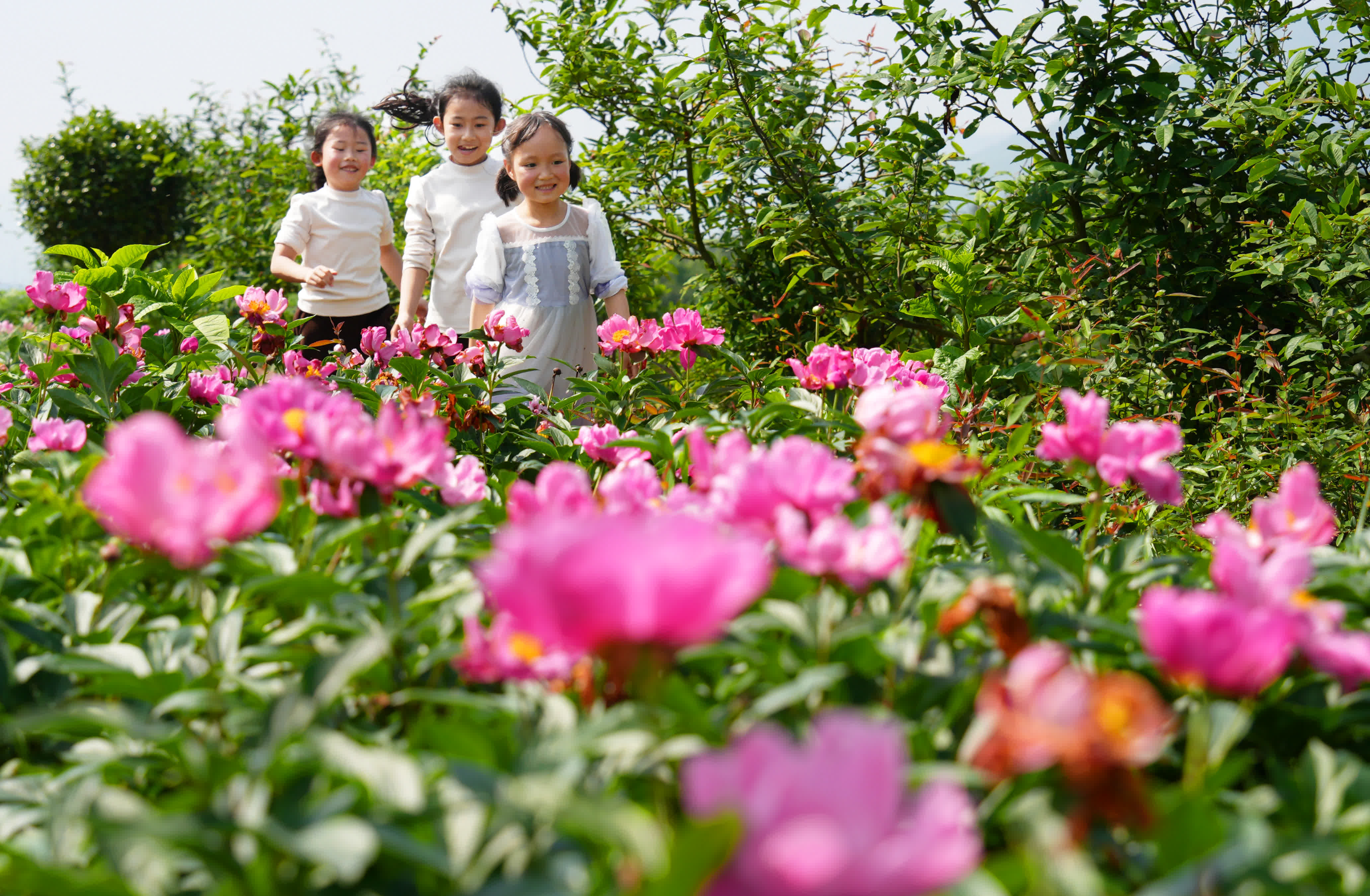 4月19日，遊客在湖南省祁東縣白地市鎮的芍藥種植基地打卡遊玩。（新華社）