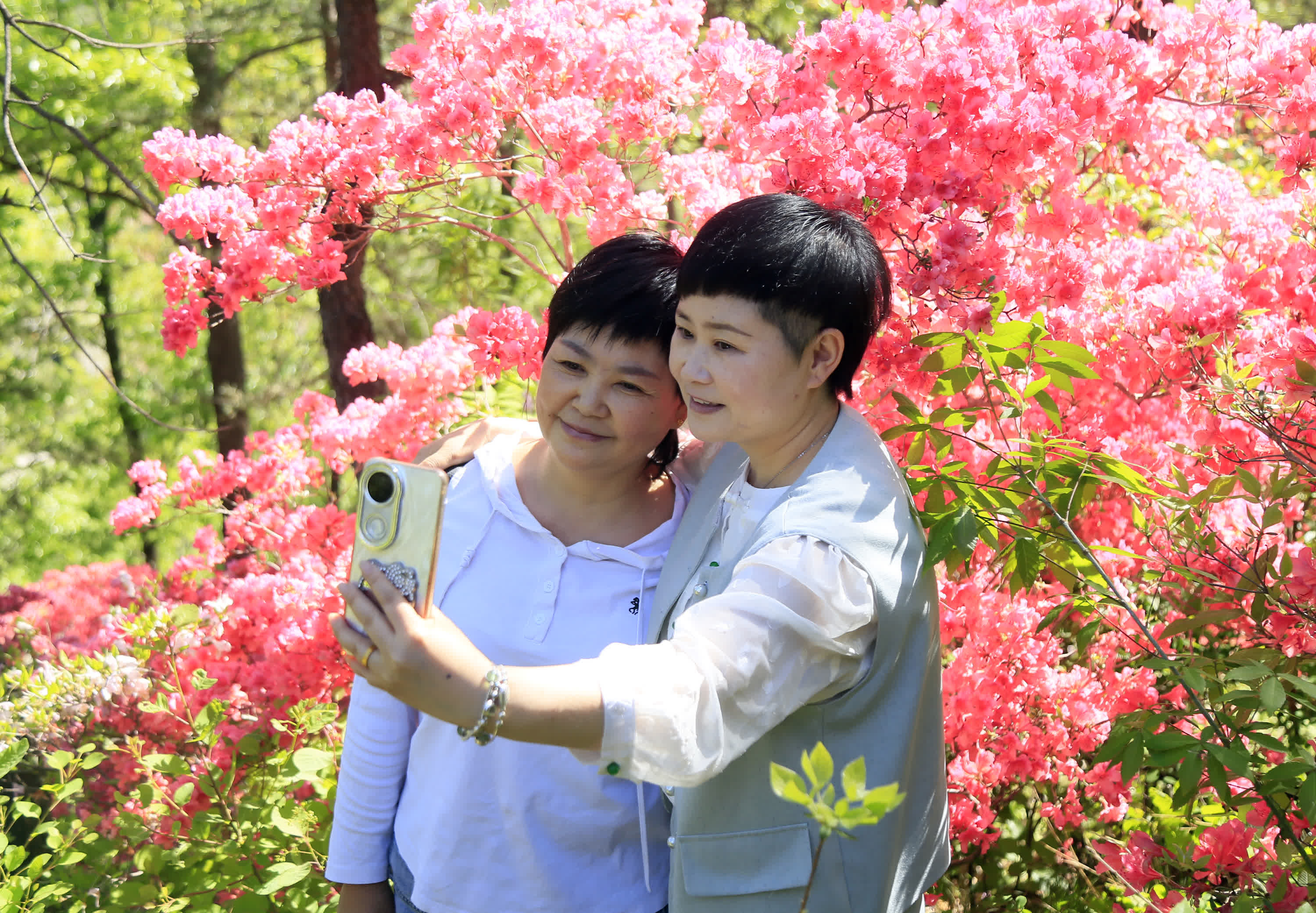 4月18日，遊客在河南省洛陽市汝陽縣王坪鄉孟村杜鵑花前拍照留念。（新華社）