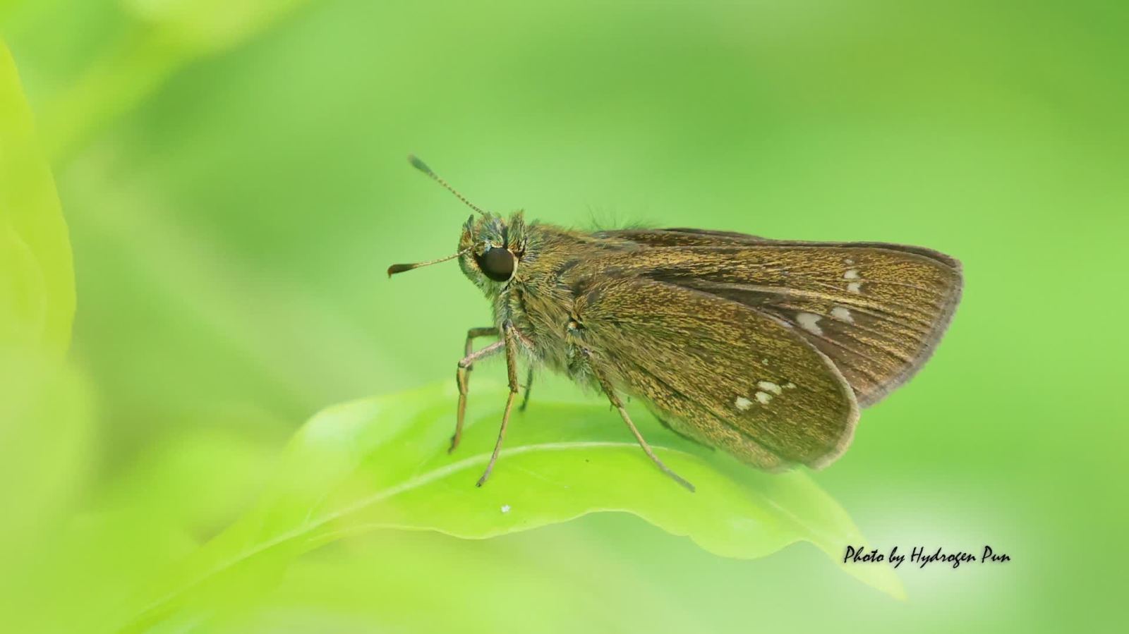 世界地球日喜訊：鳳園再現兩種稀有蝴蝶 印證生境復育價值