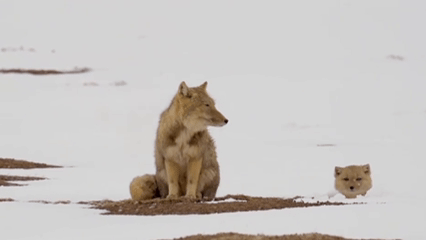 太萌了！藏狐媽媽帶幼崽在白雪中嬉戲