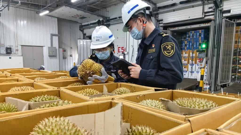 榴槤旺季迎「超級周末」　超6300噸進口鮮榴槤來了！