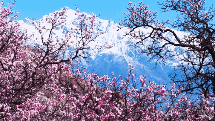 （有片）當杏花遇見雪山　解鎖高原春日限定浪漫