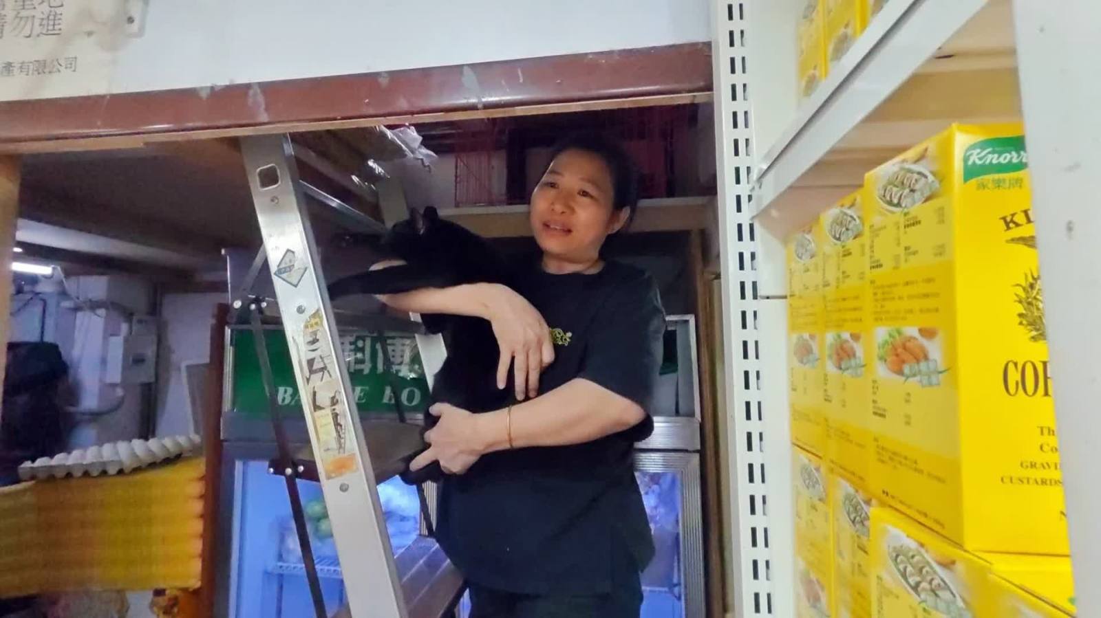 （有片）長沙灣貓店長「芝麻」遭兩男女抱走 事隔6日貓歸原主稱「以為流浪貓」