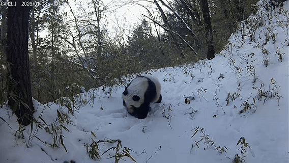 （有片）罕見畫面！秦嶺大熊貓媽媽雪地「叼崽」搬家，萌化人心