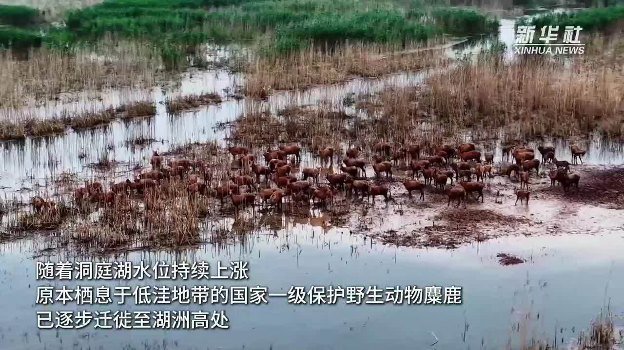 湖南沅江：170餘只麋鹿現身南洞庭湖　創近年來最大種群紀錄