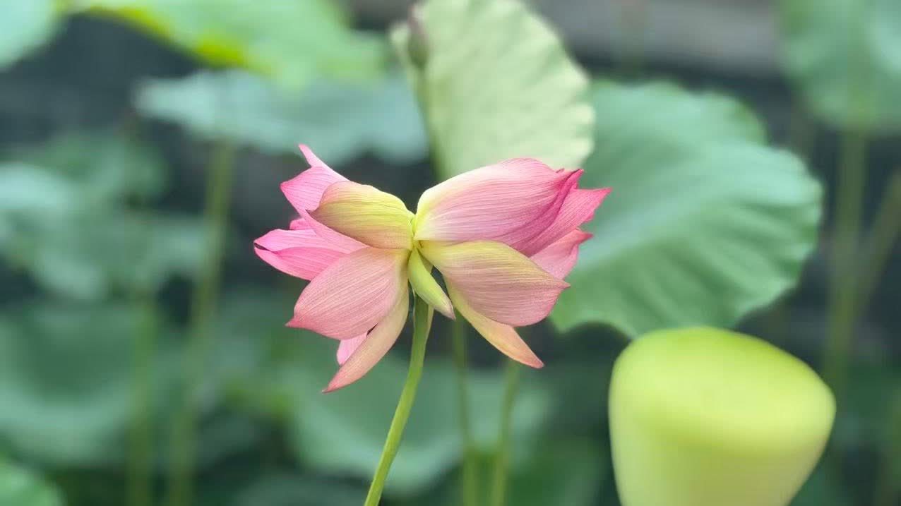 港澳居民北上好去處　逾100種荷花及睡蓮亮相橫琴「荷花節」