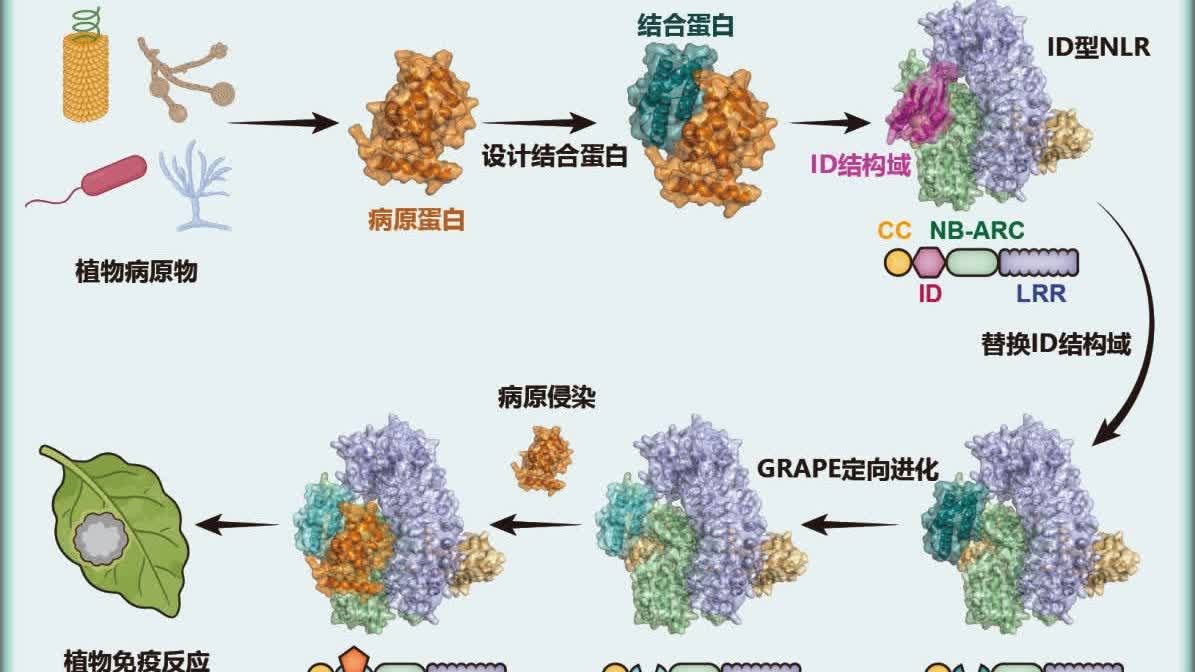 我國科研團隊實現植物免疫受體精準定製化設計