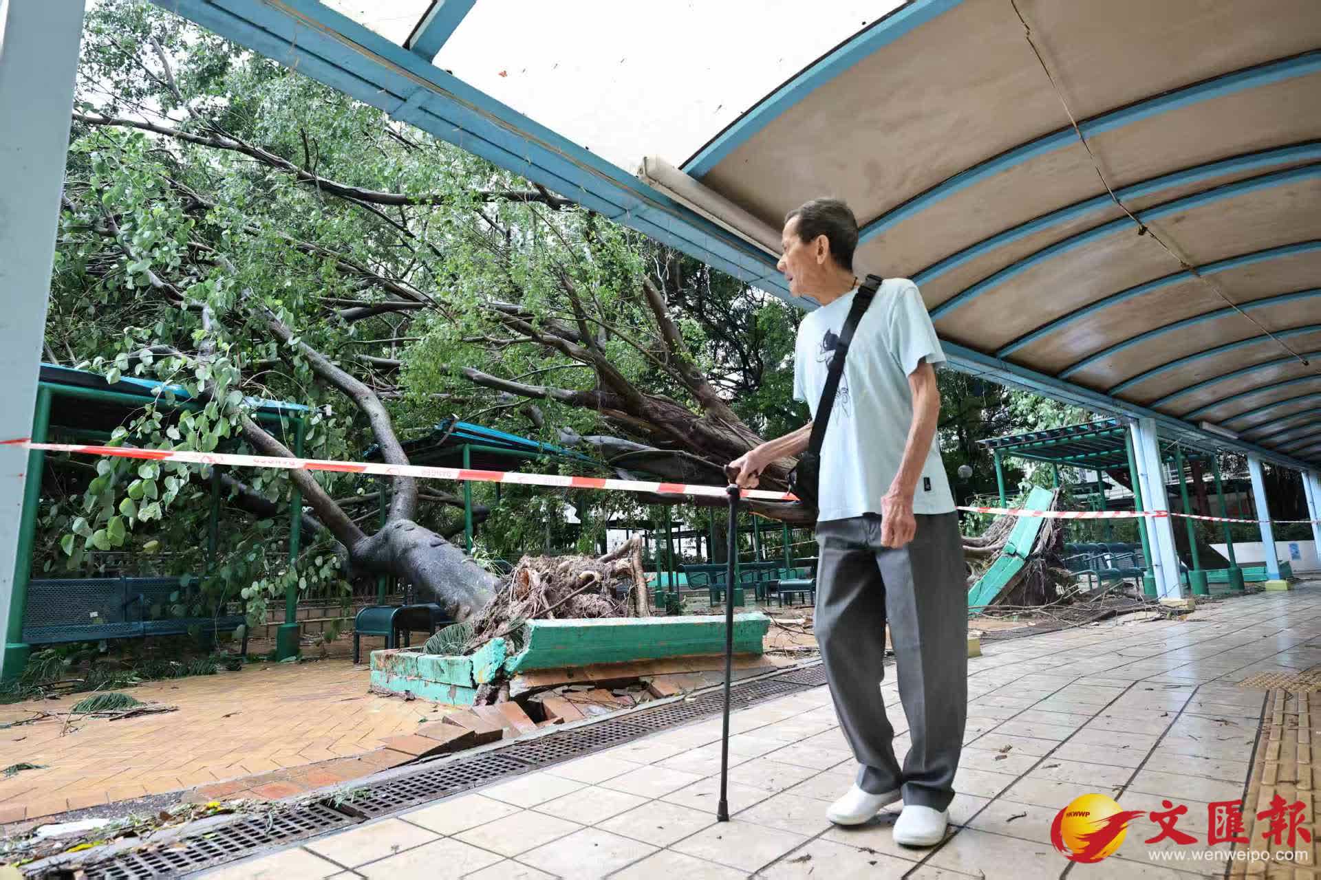 祥華邨冧樹。香港文匯報記者黃艾力攝