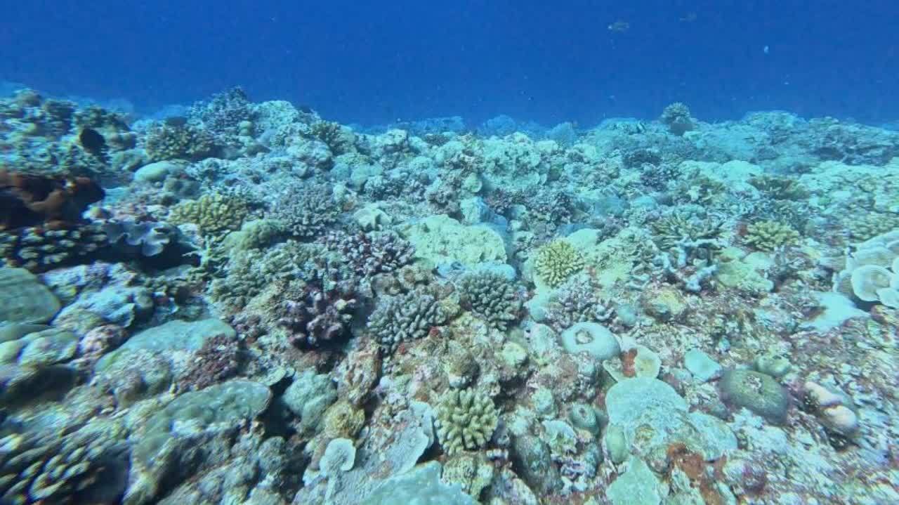 我國首次集中發布西中南沙島礁生態系統狀況