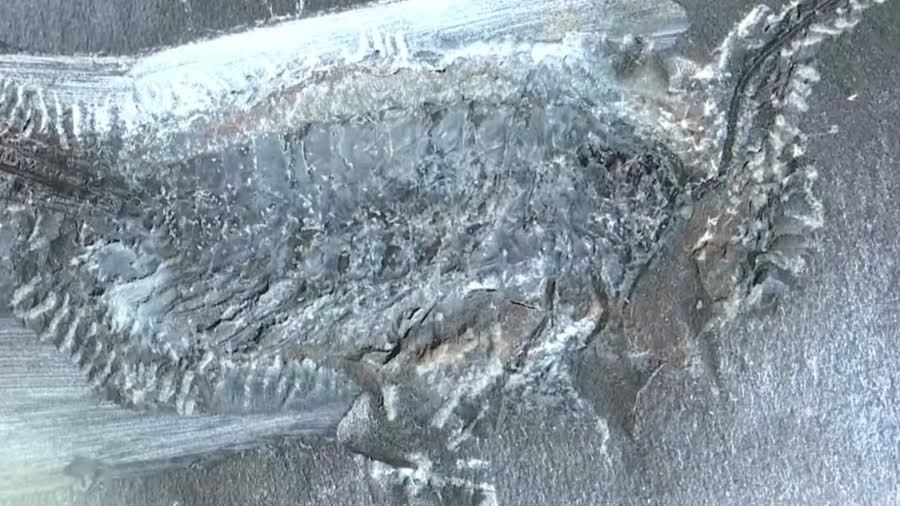 3.24億年前昆蟲曾「水陸兩棲」　化石揭示登陸演化進程