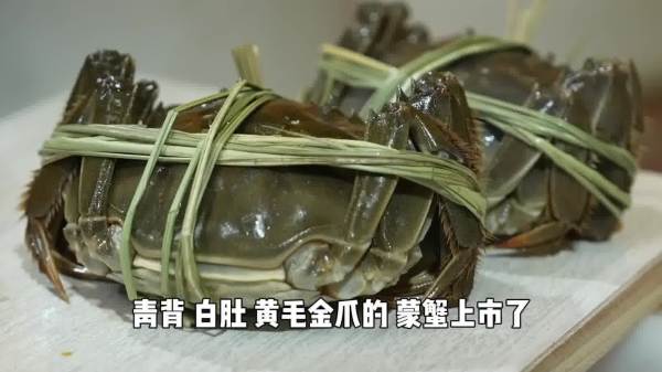 （有片）蒙蟹上市了！秋季限定美味手把手教程→
