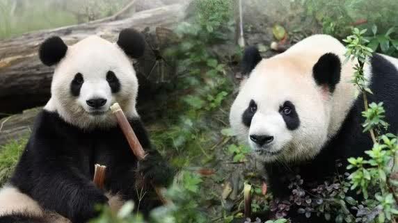 （有片）大熊貓「平平」「福雙」抵達美國